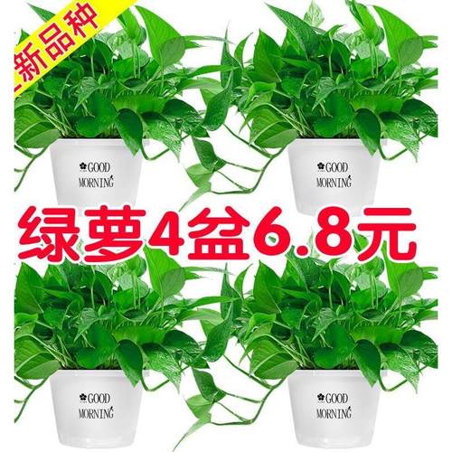 新鲜植物，基地发货