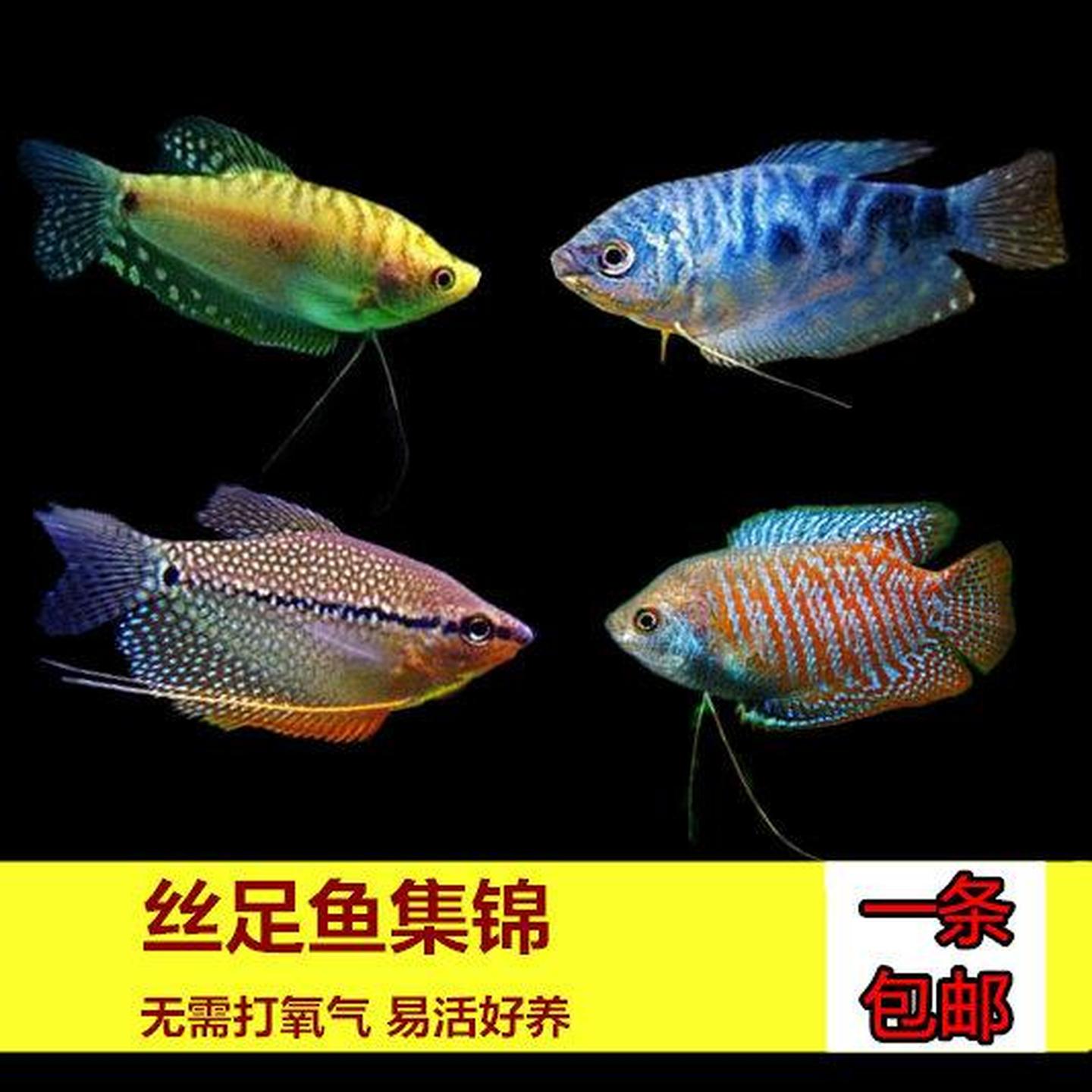 蓝曼龙鱼丽丽鱼黄曼龙鱼珍珠马甲鱼观赏鱼活体鱼淡水鱼练手鱼包邮