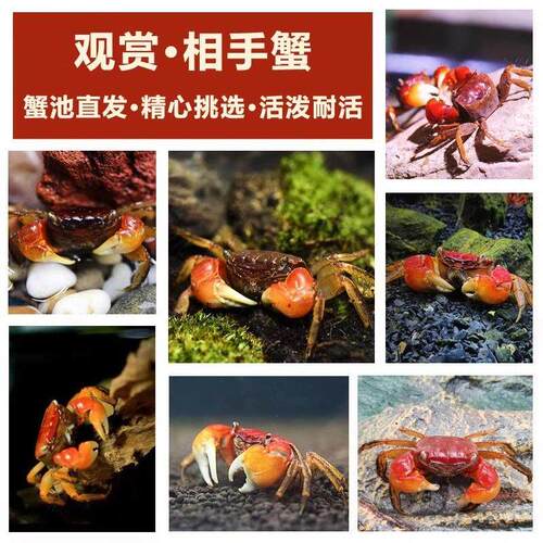 相手蟹招财蟹活体宠物螃蟹观赏蟹淡水鱼缸除藻吃粪便好养活将军蟹