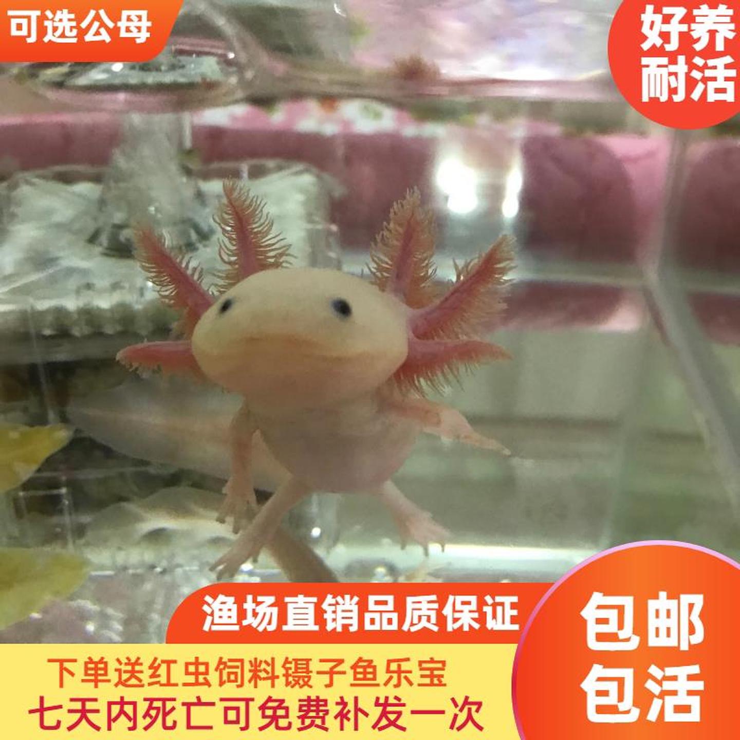 六角恐龙鱼淡冷水类宠物爬行活体锦鲤观赏热带金斑马红虫两栖