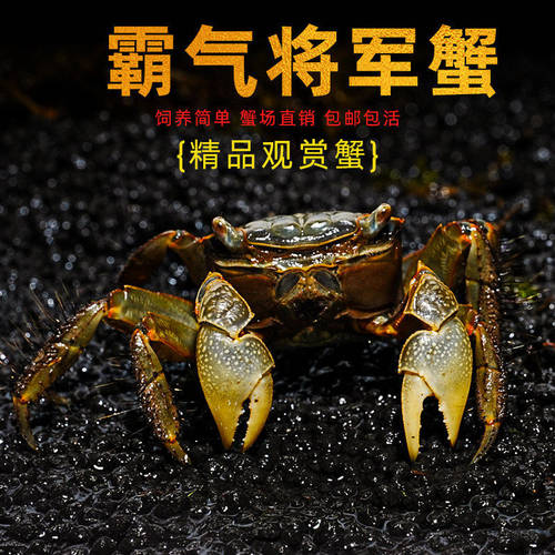 将军蟹活体淡水观赏蟹虾水陆招潮蟹迷理蟹蝴深水蝶蟹豹点蟹樱桃蟹