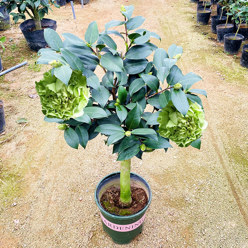 绿云茶花盆栽可娜山茶花树苗带花苞窗台客厅庭院四季盆栽花卉耐寒
