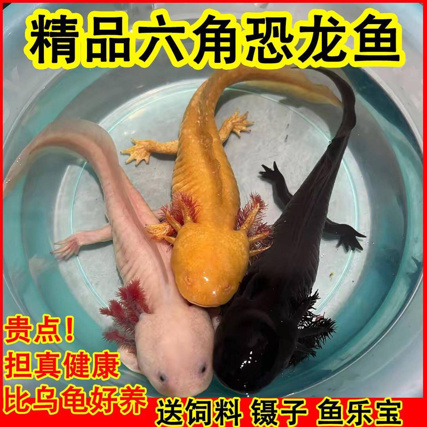 六角恐龙鱼美西宠物鱼一公一母娃娃观赏小火龙鱼活物稀有冷水