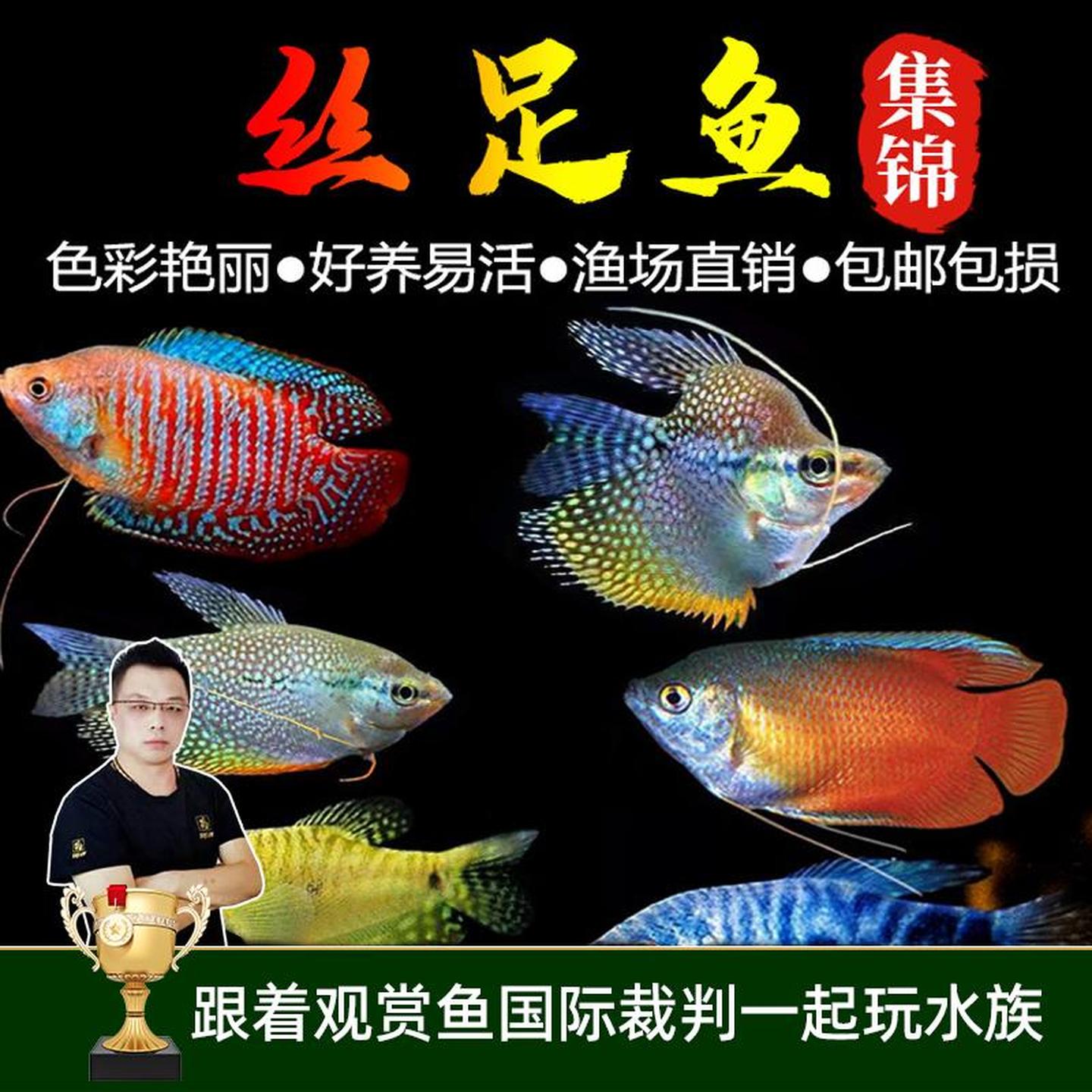 黄曼龙蓝曼龙血红丽丽五彩丽丽活鱼活体小型热带鱼观赏鱼金波子