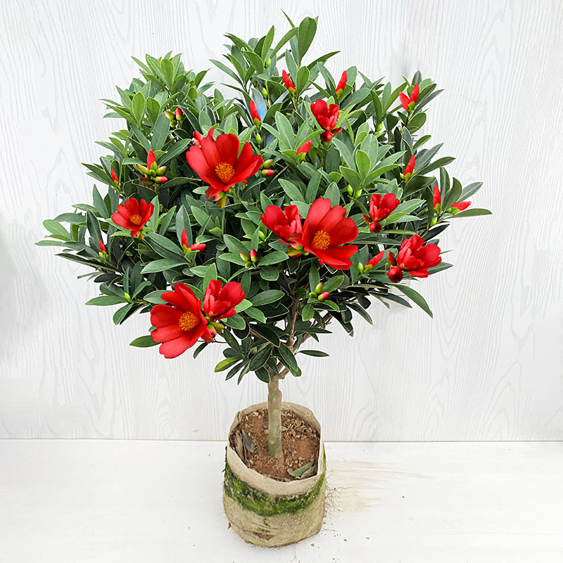 四季杜鹃红山茶夏日茶花开花不断美观吸甲醛室内盆栽阳台庭院花卉