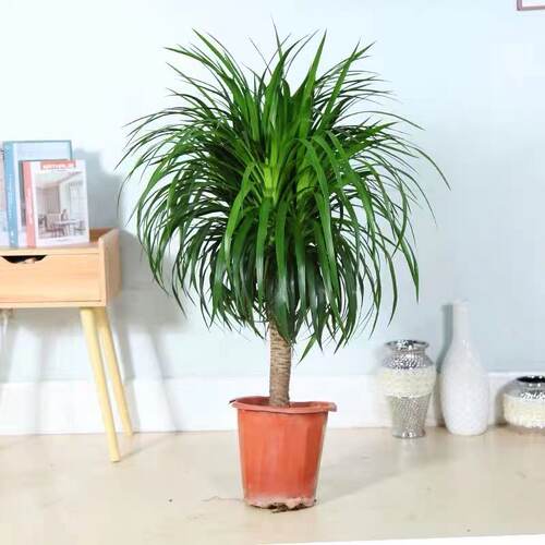 大型绿植龙须树多头客厅