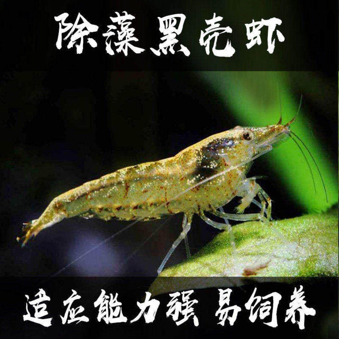 樱花虾观赏虾淡水虾活体吃藻虾鱼缸除藻工具虾清洁虾小虾鱼缸,宠物/宠物食品及用品,鱼,淘宝优惠券,粉丝福利购,淘宝优惠卷