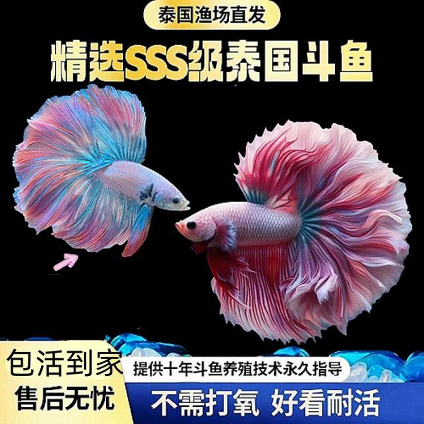 泰国斗鱼苗观赏金鱼活体小型鱼缸热带淡水好养宠物网红白婚纱