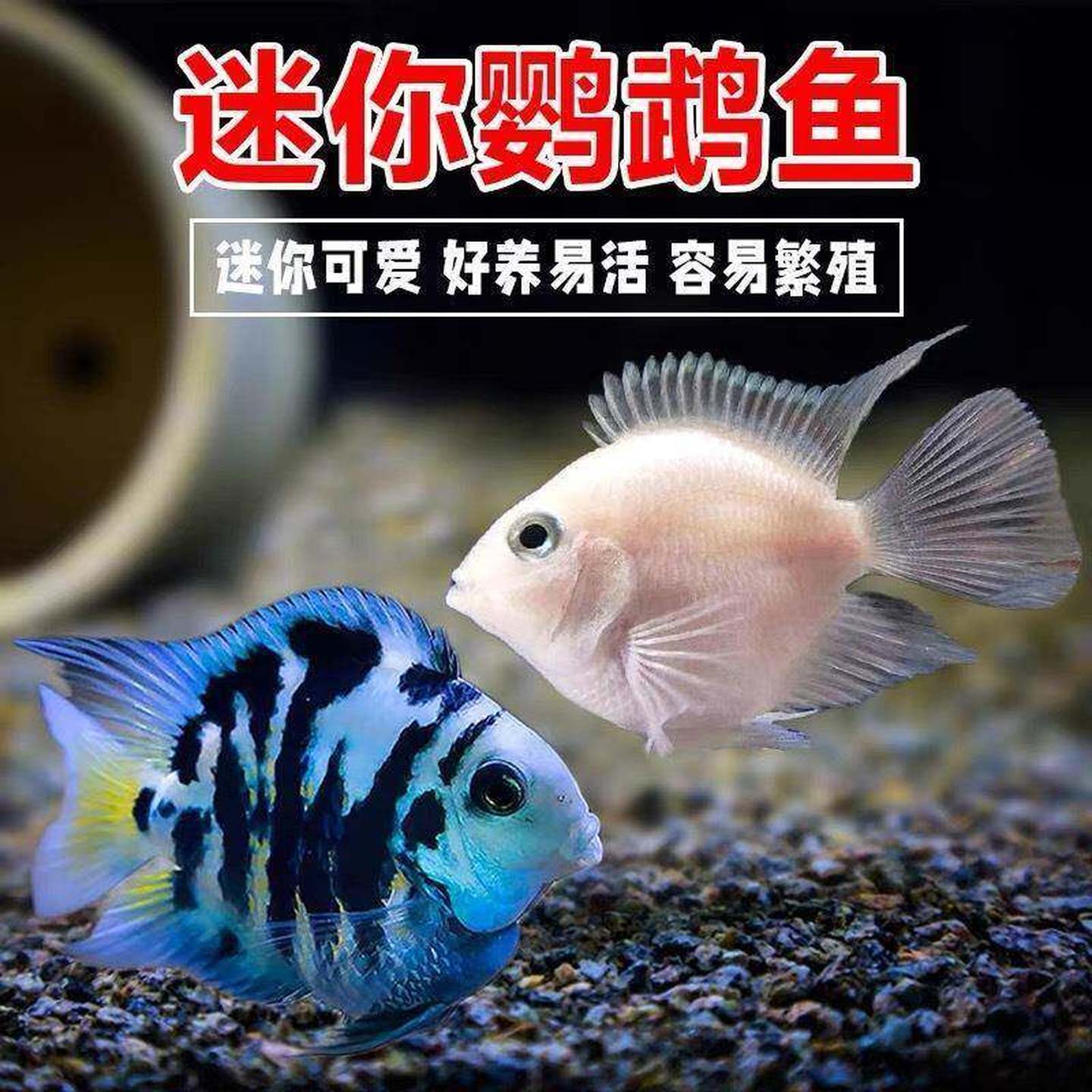 迷你鹦鹉鱼活体 台湾宝蓝/白金鹦鹉鱼热带观赏鱼活体 新品种