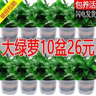绿萝盆栽室内客厅新房净化空气好养花卉绿植懒人水培大叶长藤绿箩