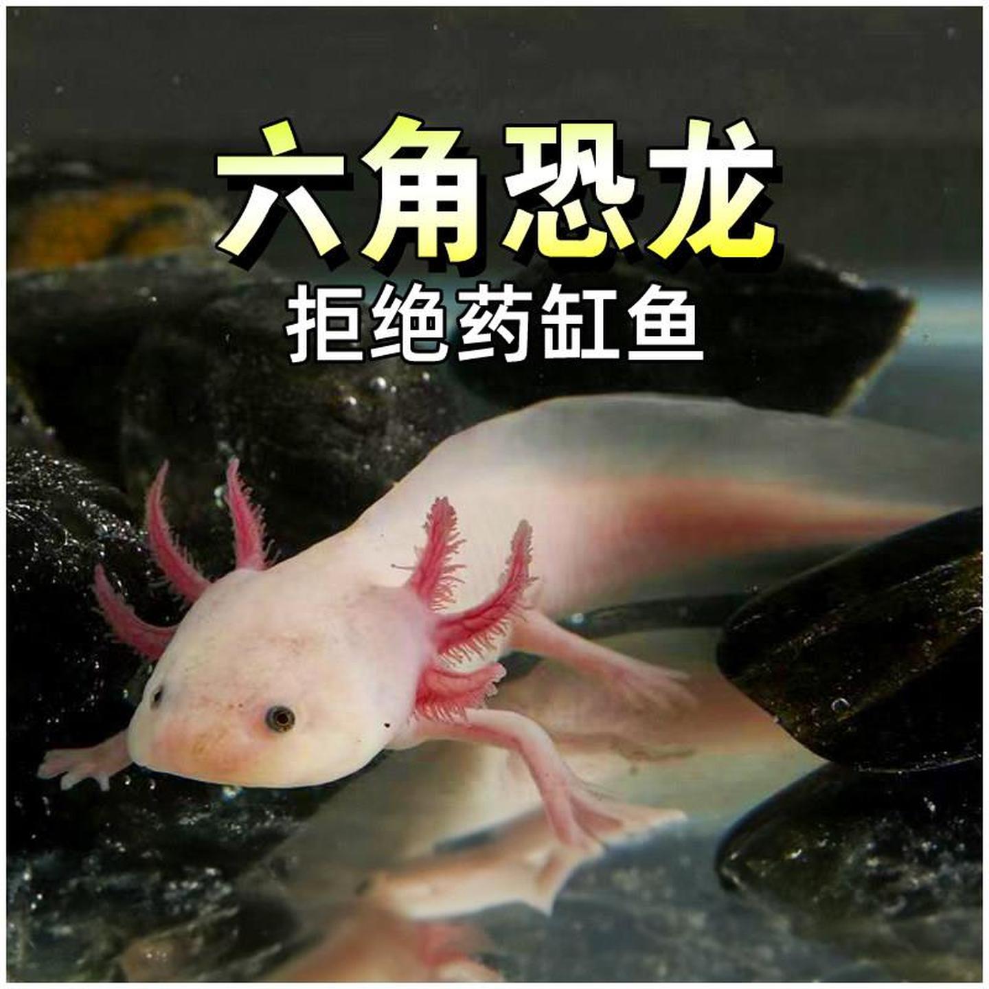 六角恐龙鱼活物冷水淡水鱼好养耐活观赏鱼