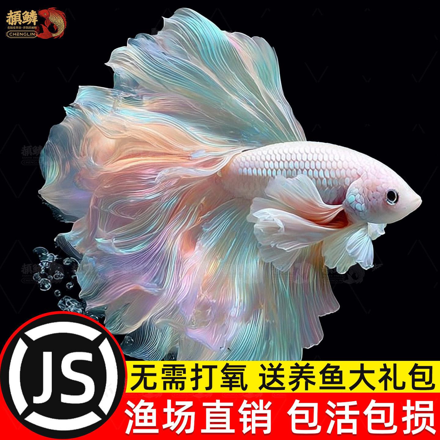 泰国斗鱼观赏鱼苗金鱼热带好养耐活体小型鱼缸淡水半月宠物婚纱鱼