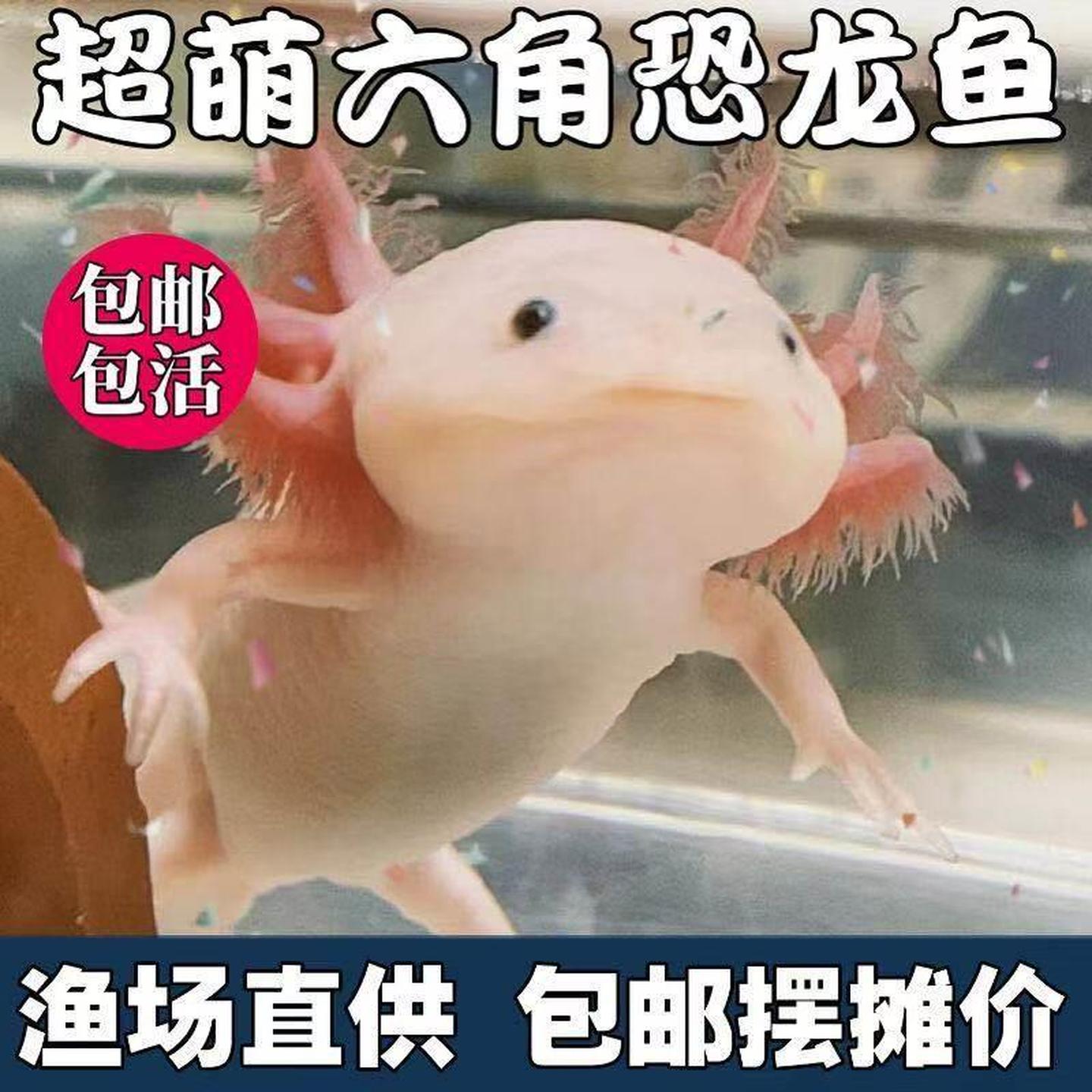 六角恐龙鱼冷水鱼观赏鱼不需要打氧好养易活新手鱼可爱呆萌