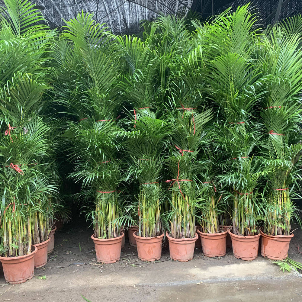 散尾葵大型凤尾竹绿植花卉盆栽吸甲醛客厅大全盆易活四季高档植物