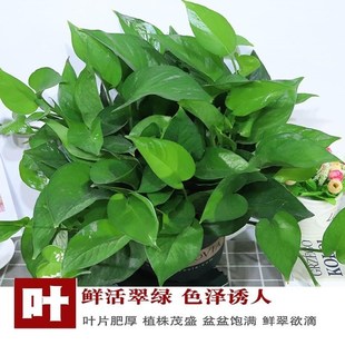 绿罗兰盆栽净化空气120株大盆绿萝盆栽室内吸甲醛植物花卉水培绿