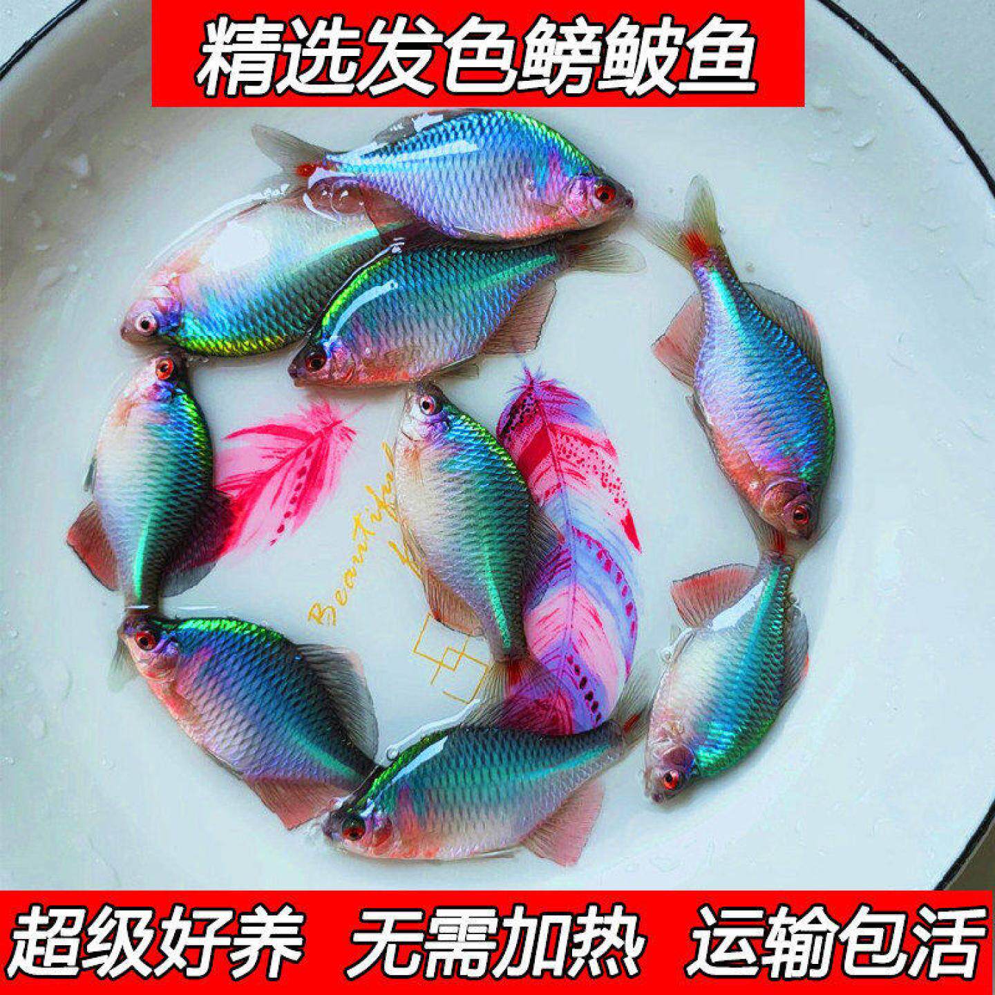 原生鳑鲏鱼白边鳑鲏火山鳑鲏红边鳑鲏青鳞紫须原生冷水观赏鱼