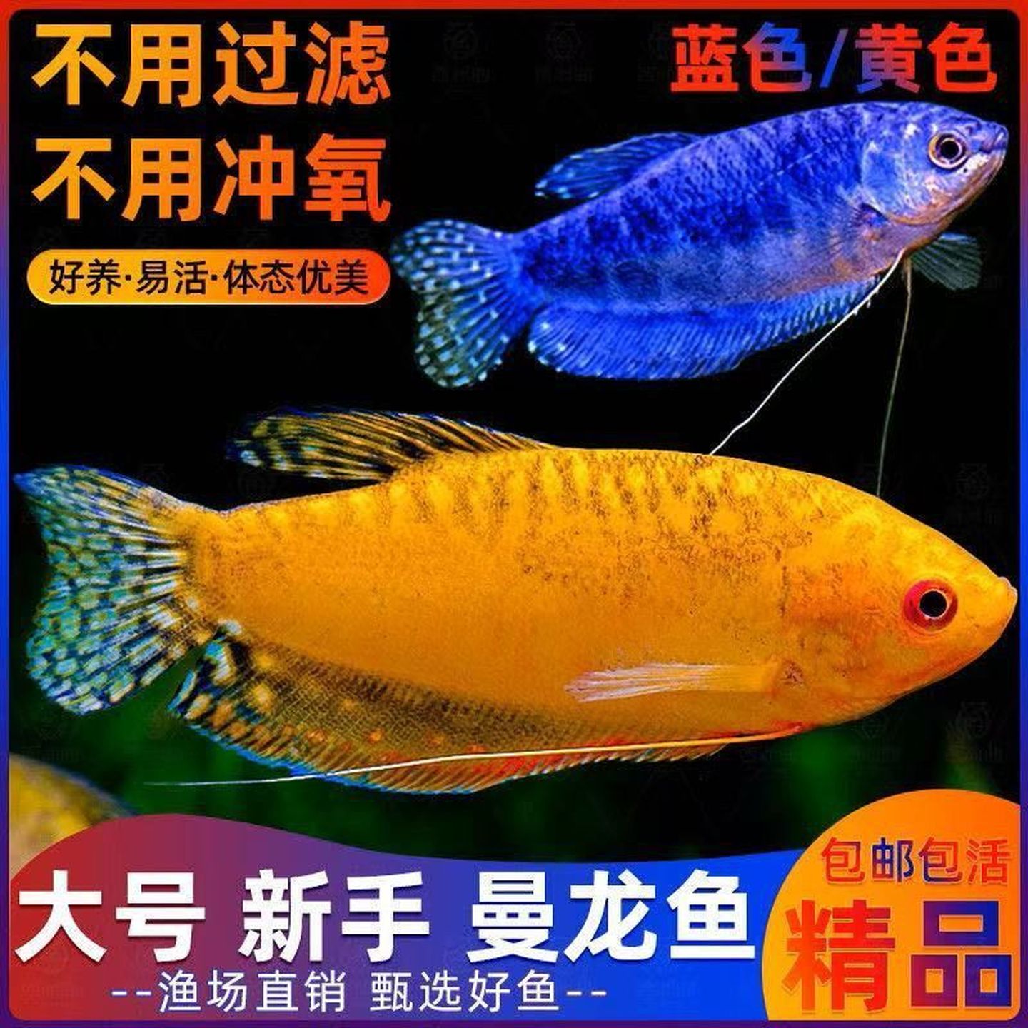 曼龙鱼蓝曼龙黄曼龙活体五彩血丽丽珍珠马甲热带鱼观赏鱼不打氧