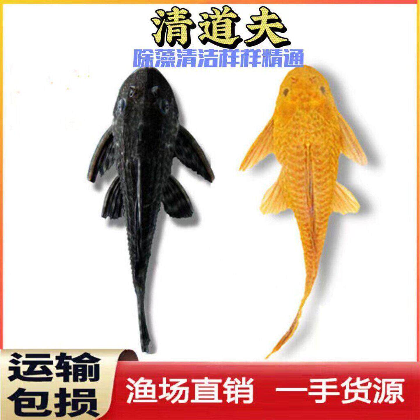 清道夫鱼缸清洁工鱼观赏热带淡水冷水专吃垃圾粪便清理藻类金苔鼠