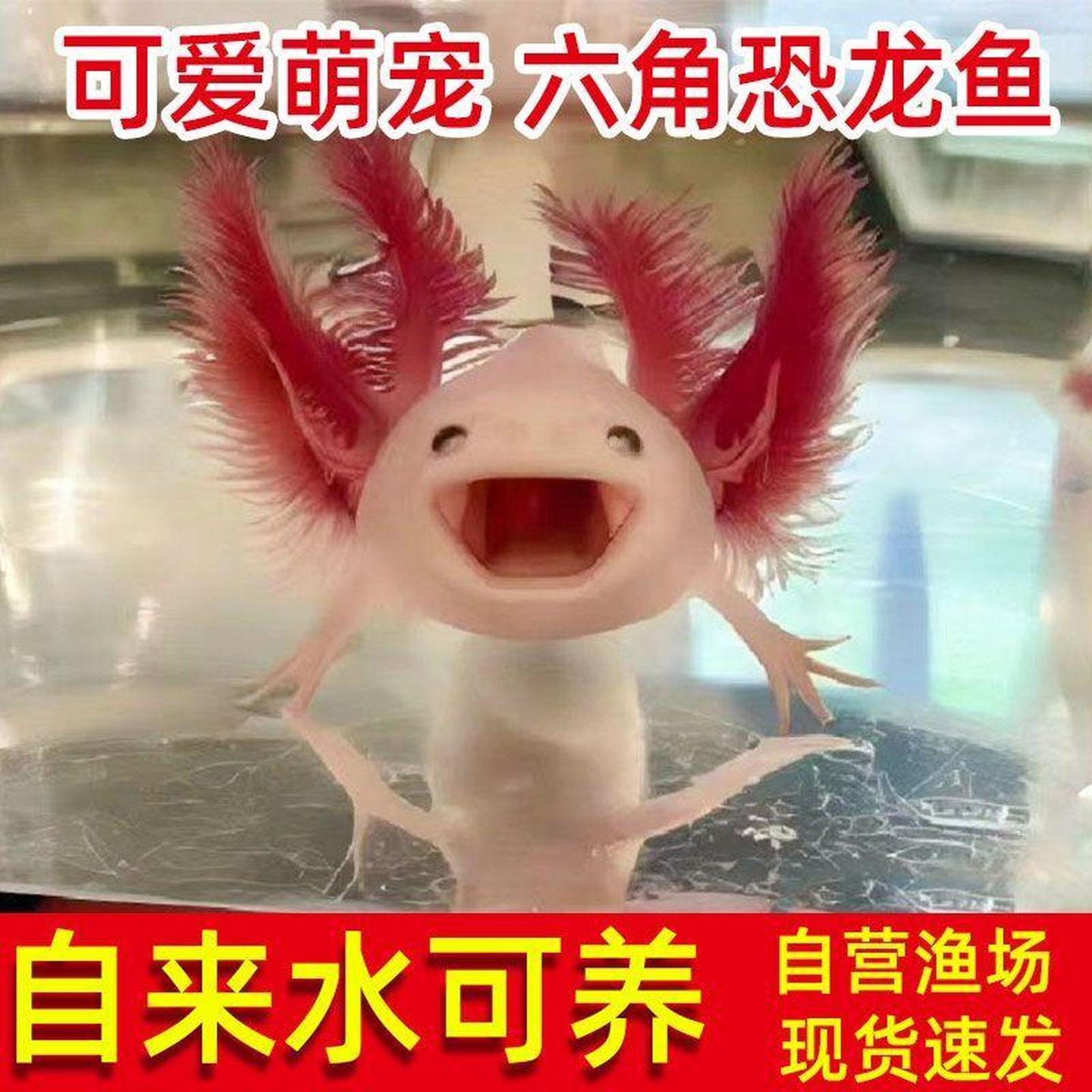 六角恐龙水族宠物爬行冷水观赏鱼观赏小鱼宠物网活鱼活体淡水