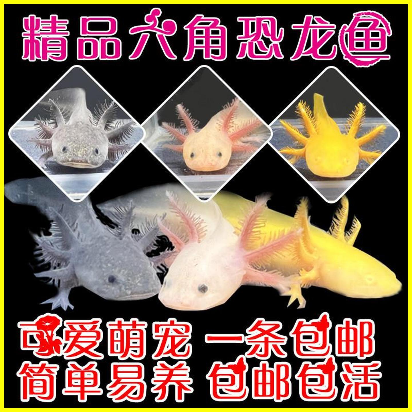 六角恐龙鱼冷水淡水鱼观赏好养宠物小鱼六角龙水族爬行两栖鱼