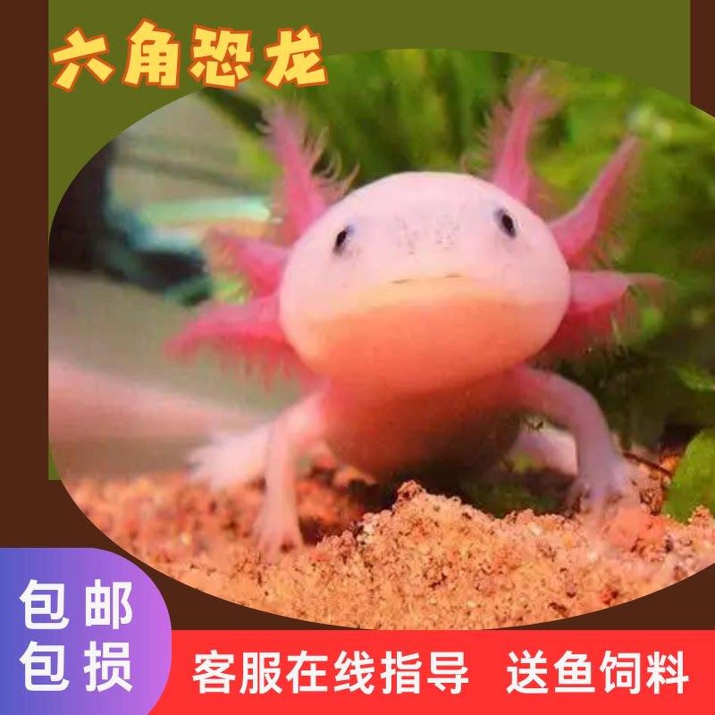 【包活包损】观赏鱼六角恐龙鱼活物冷水淡水鱼网红鱼好养耐活