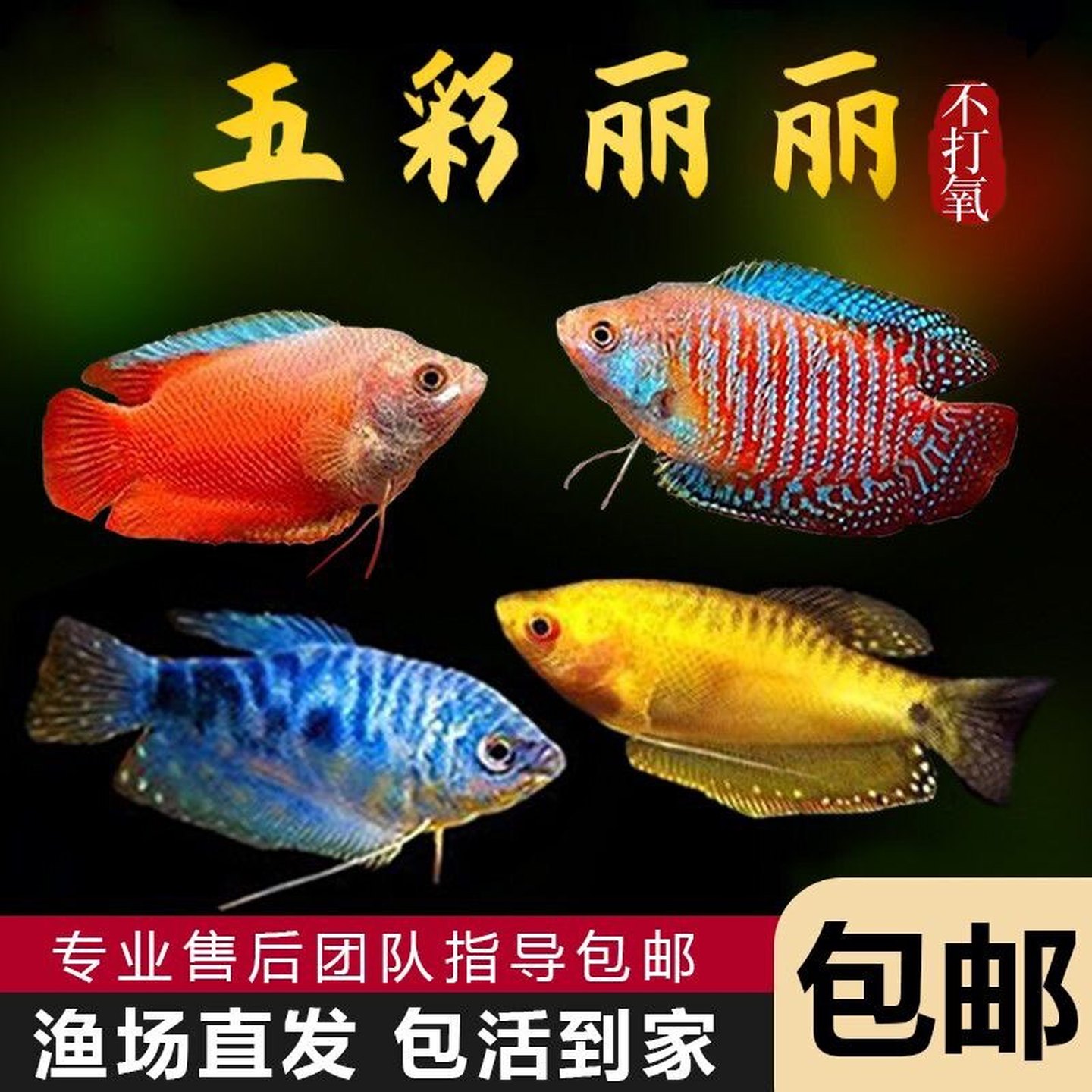 曼龙鱼 万龙鱼 热带鱼 无需打氧无需换水 懒人鱼 丽丽鱼中大型鱼
