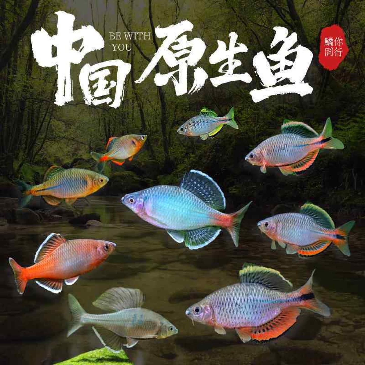 鳑鲏鱼原生鱼冷水鱼除藻鱼观赏鱼小型淡水鱼好养不加温旁皮溪流鱼