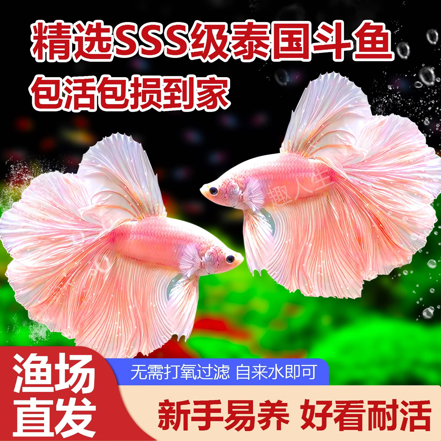 泰国半月斗鱼视频选鱼精品展示级赛级大耳半月进口观赏热带鱼活体