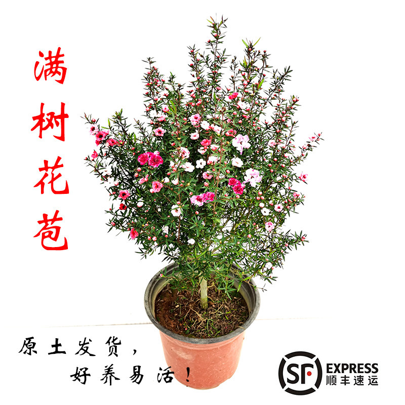 澳洲一树多色客厅耐热好养松红梅图片