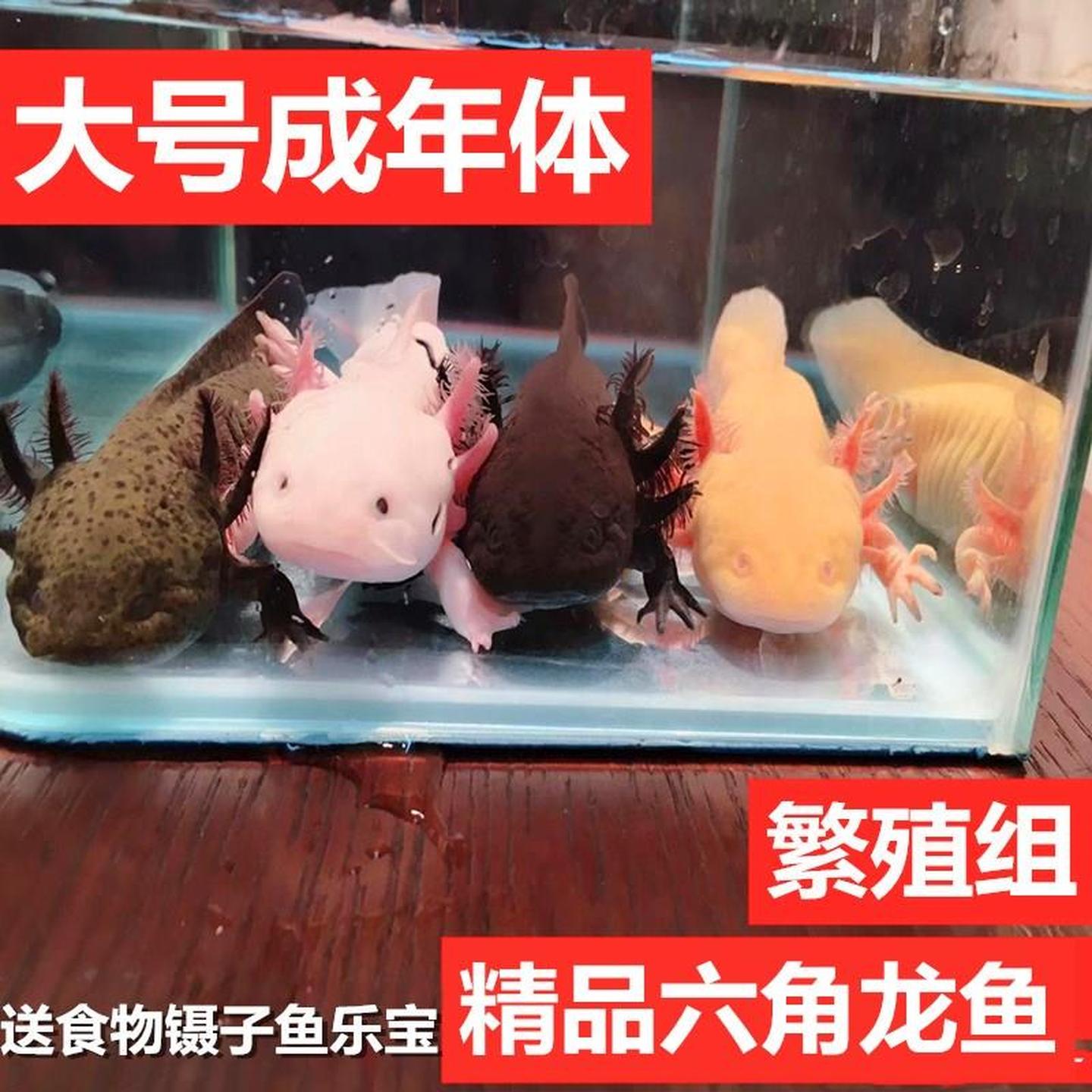 六角恐龙鱼观赏鱼活体小火龙鱼冷水鱼不加温宠物鱼好养不打氧