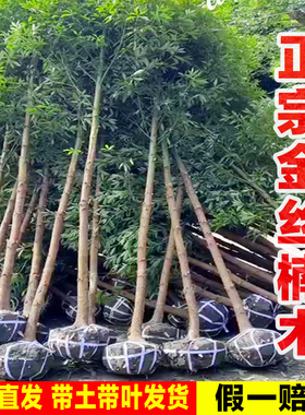 金丝楠木树苗正宗四川庭院稀有珍贵盆栽小叶桢楠赤楠金丝楠木大树