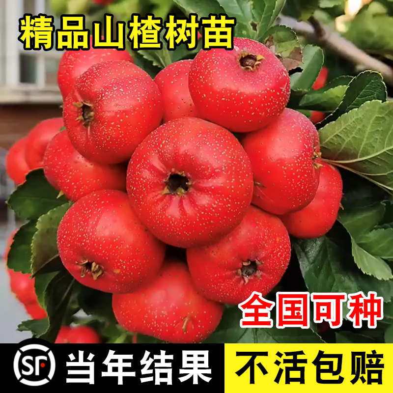 山楂树活苗大五棱甜红子南方