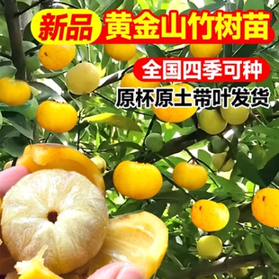 黄金山竹树苗带果庭院盆栽地栽水果树果苗南北方耐寒四季种植嫁接