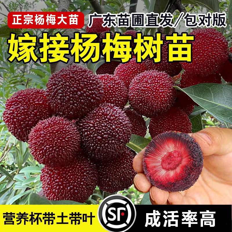 东魁杨梅树带土南方当年结果图片