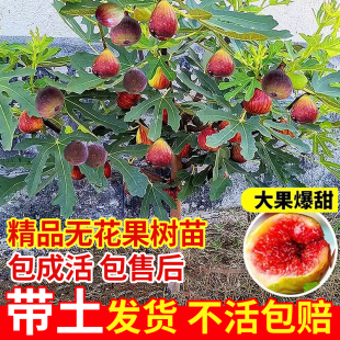 无花果树果苗盆栽特大果波姬红金傲芬斯特拉庭院无花果苗树苗