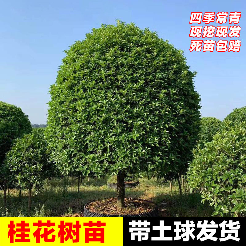 带花 包种成活 庭院别墅20公分桂花树大树苗地栽盆栽四季原生耐寒 - 实物图