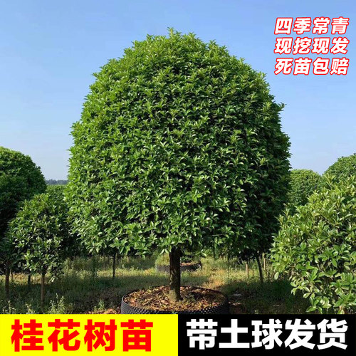 桂花树大树20公分庭院别墅包种活