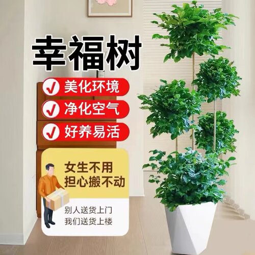 幸福树客厅盆栽大型老桩绿