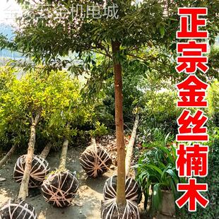 新款正宗名贵四川金丝楠木树苗小叶南木兰木南方种植大树盆栽庭院