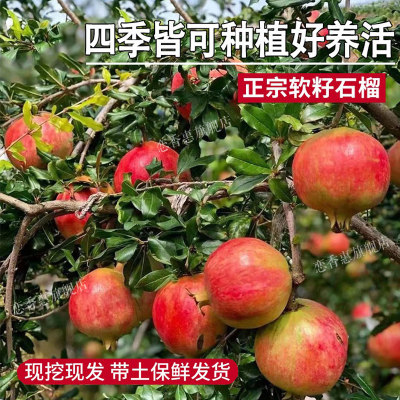 石榴树果苗庭院水种植突尼斯