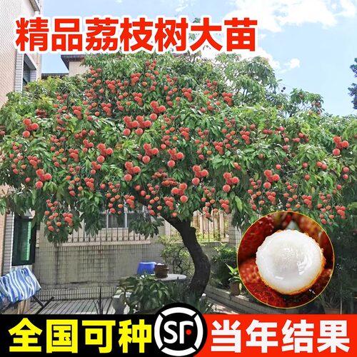 荔枝树苖无核桂味盆栽大果妃