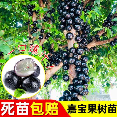正宗嘉宝果树苗四季红飞艾