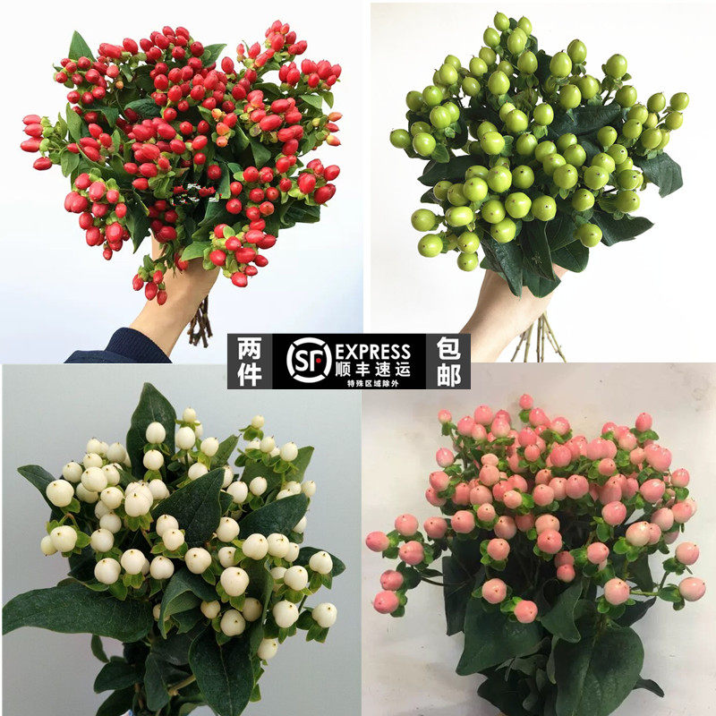 相思豆拍市a级鲜切花 昆明花卉  火龙珠水养红豆生日礼物家庭插花