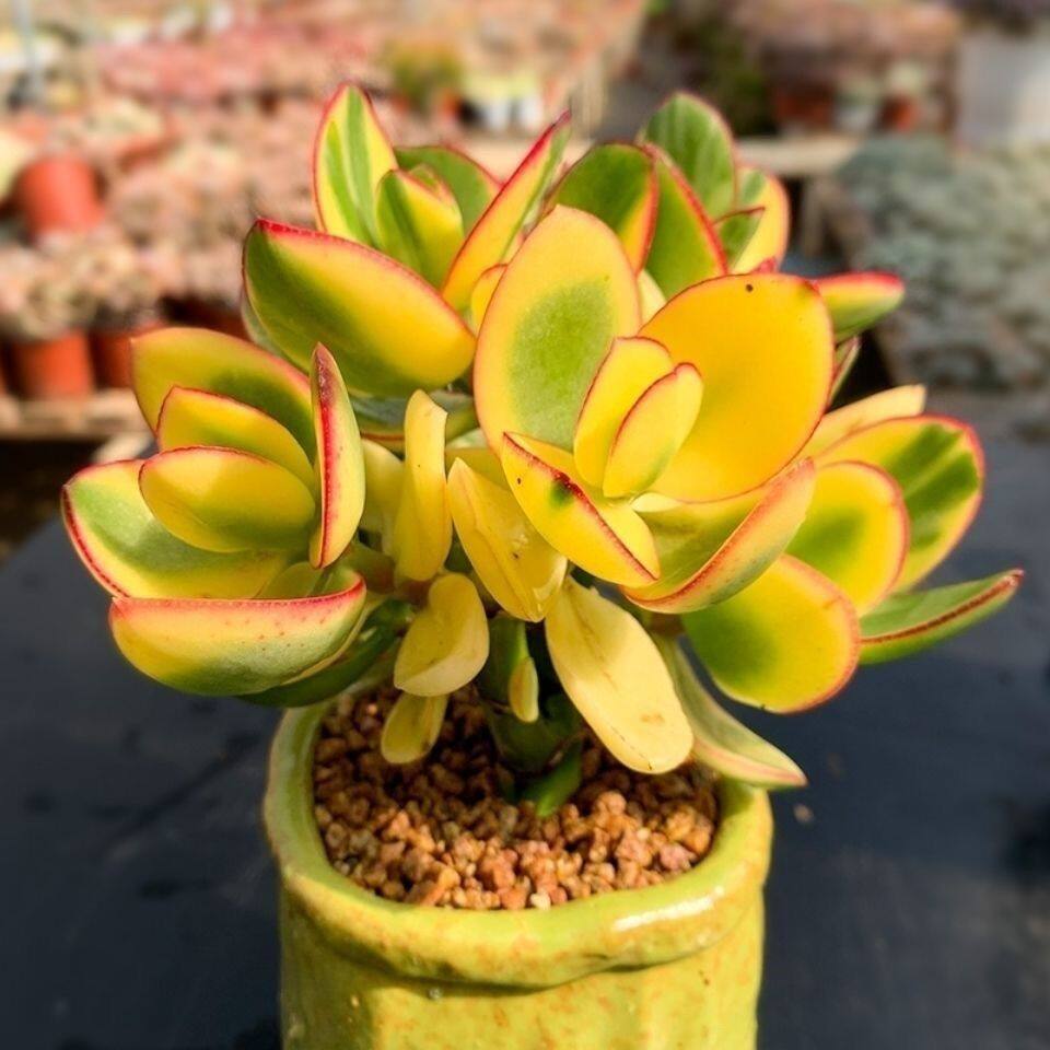 黄金花月多肉植物 玉树室内植物盆栽净化空气绿植花卉新手防辐射