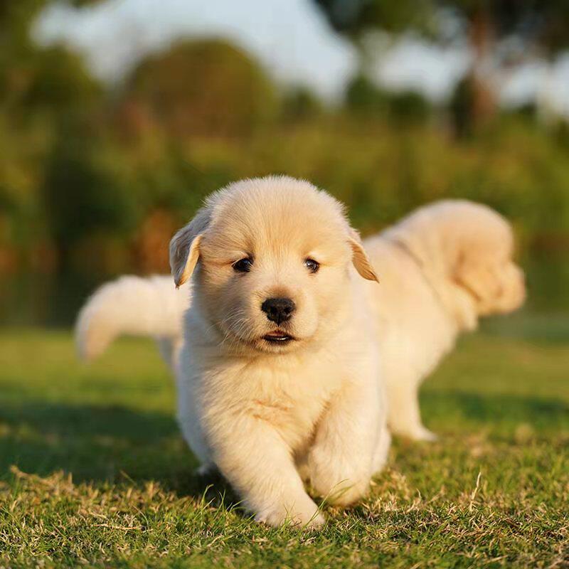 纯种金毛幼犬CKU犬舍双血统赛级金毛犬导盲犬大骨架活体宠物狗