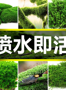 高端草皮鲜活苔藓微景观植物盆景盆栽水陆缸假山造景材料短绒青苔