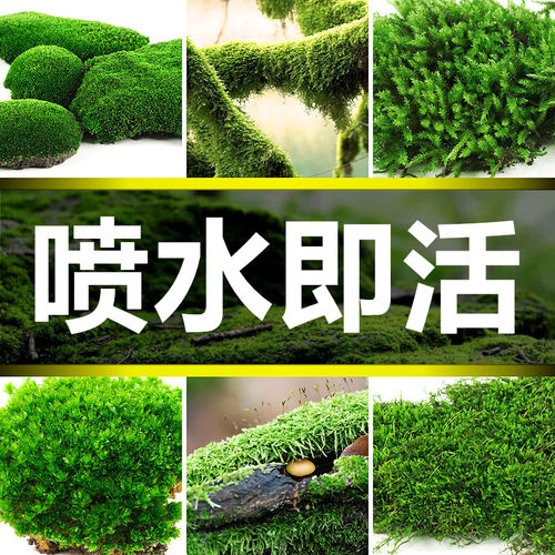 山里花木苔藓微景观造景青苔特惠