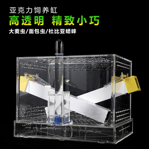 爬宠活体面包蟋蟀专业饲养杜比