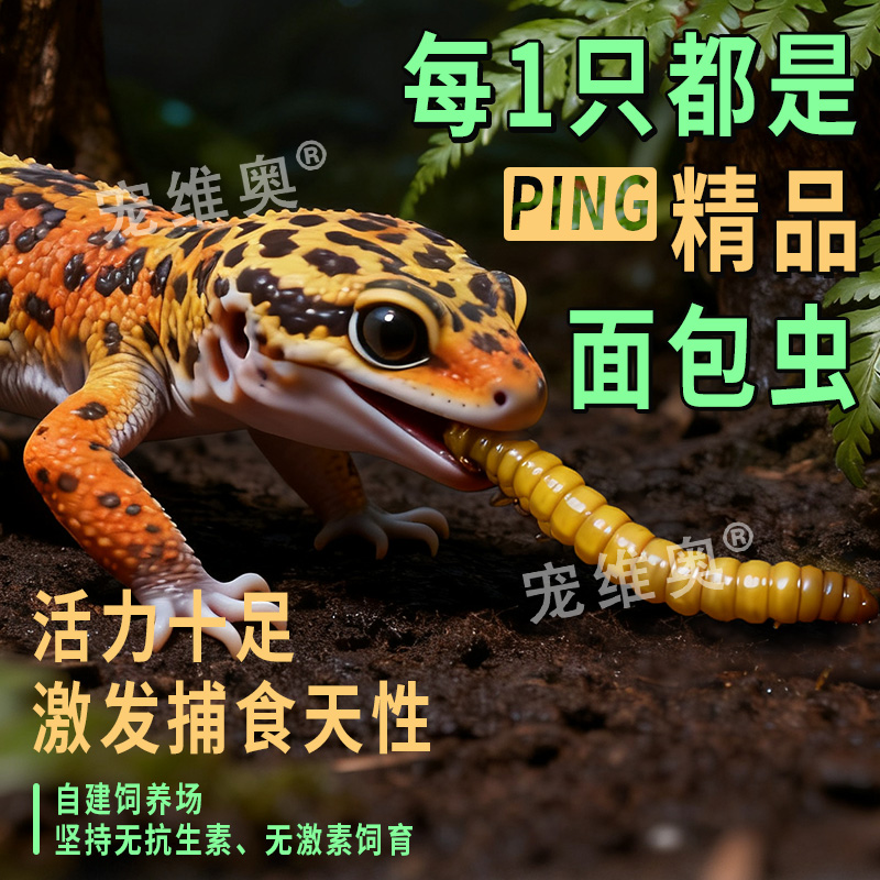 鲜活面包虫幼虫守宫蜥蜴活体饲料