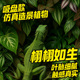 爬宠仿真热带雨林植物睫角陆龟守宫角蛙饲养盒爬宠缸树叶造景装 饰